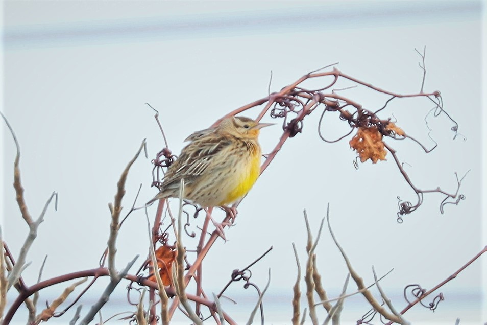 Western Meadowlark - ML396613561