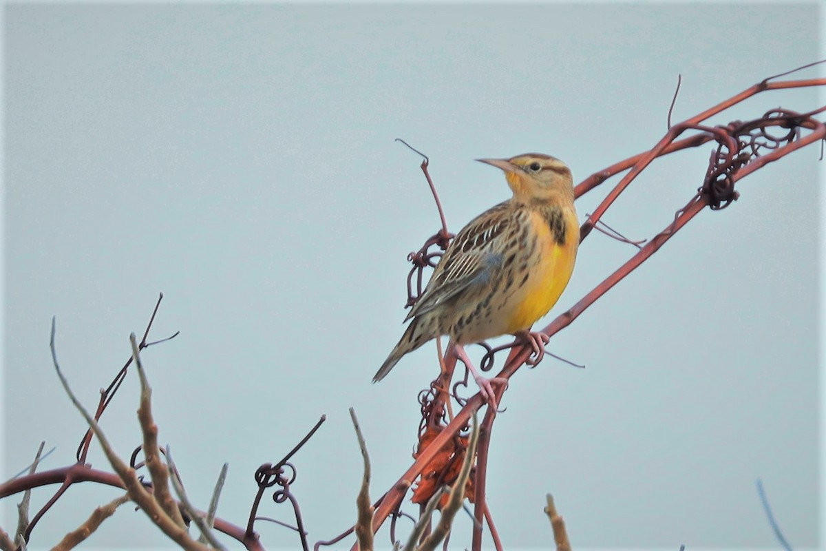 Western Meadowlark - ML396613611