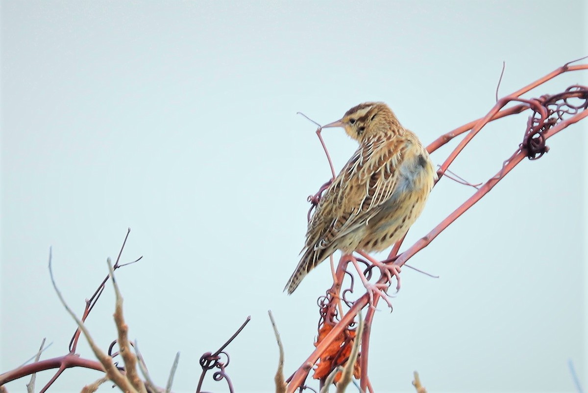 Western Meadowlark - ML396613621