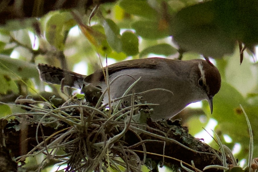 Bewick's Wren - ML396613881