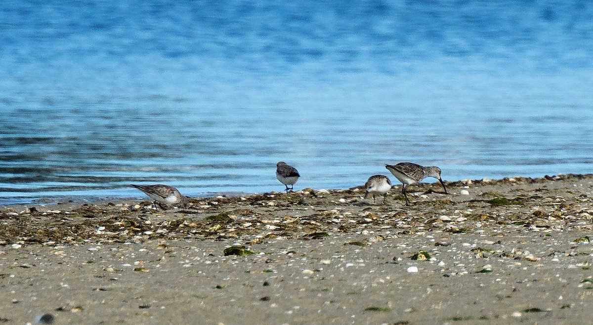 Curlew Sandpiper - ML39661421