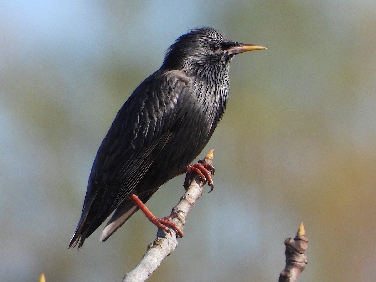 Spotless Starling - ML396616631