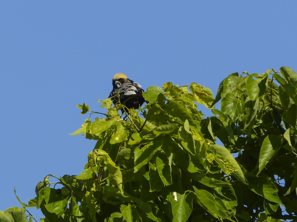 Bobolink - ML396616911