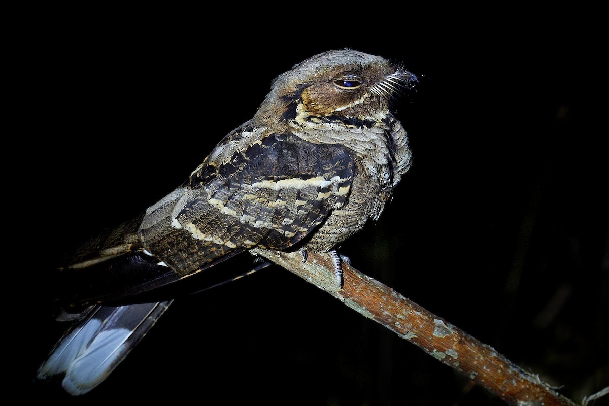 Jerdon's Nightjar - ML396617921