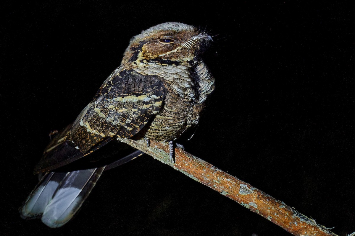 Jerdon's Nightjar - Raghavendra  Pai