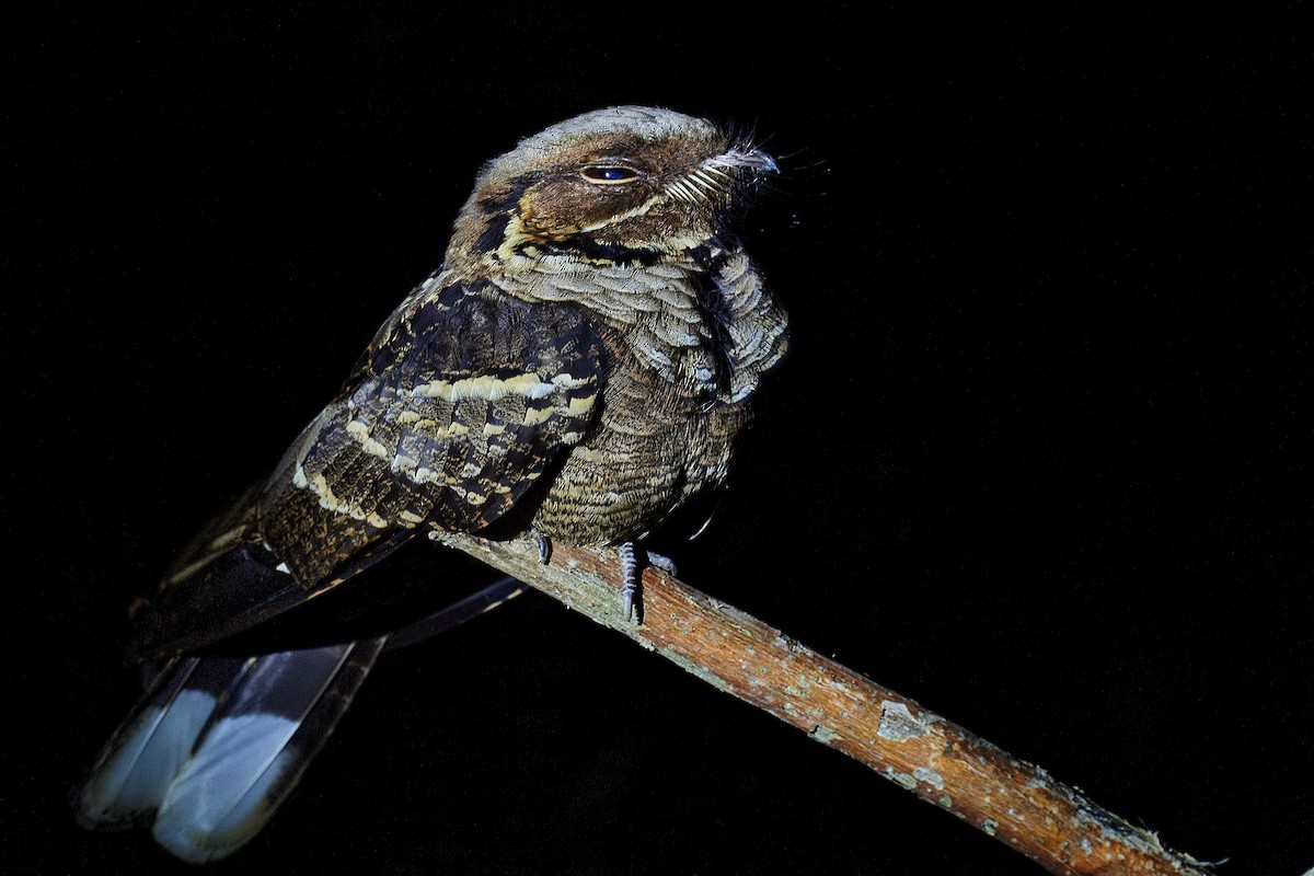 Jerdon's Nightjar - ML396617951