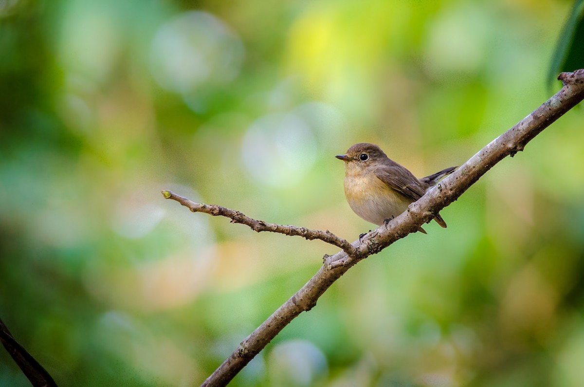 Ficedula sp. - ML39661941