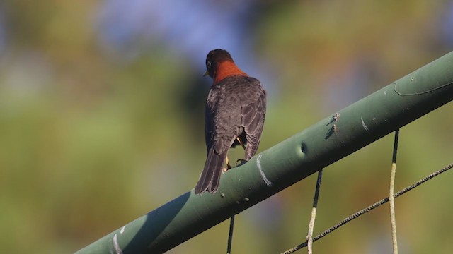 Rufous-collared Robin - ML396619571