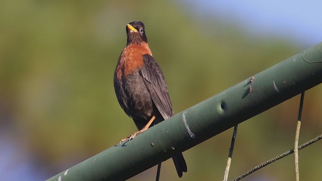 Rufous-collared Robin - ML396619601