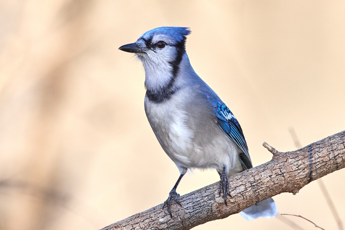 Blue Jay - ML396620921