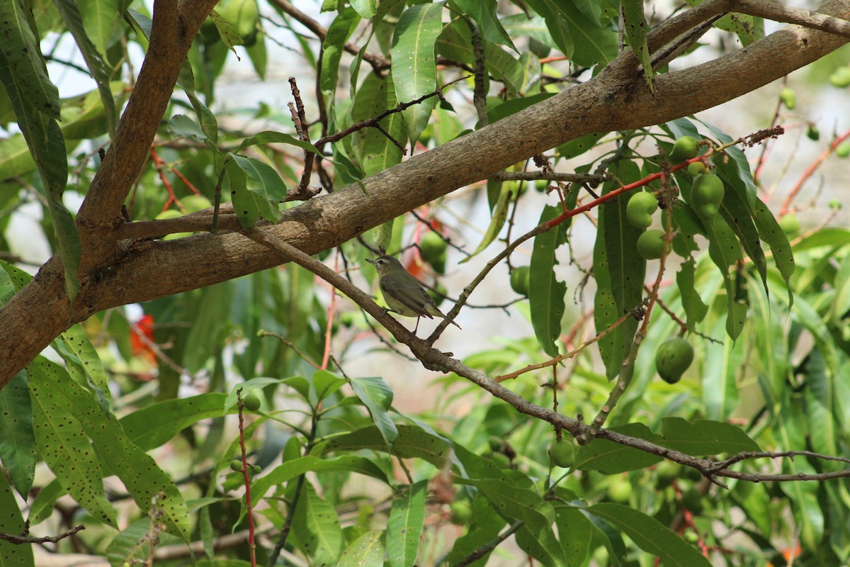 Eastern/Western Warbling Vireo - ML396622271