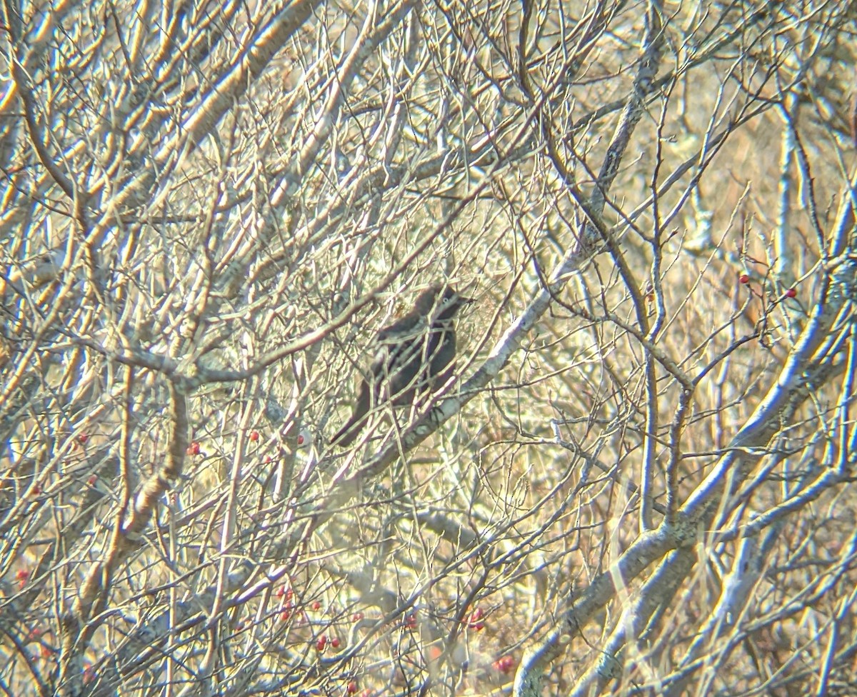 Rusty Blackbird - ML396623651