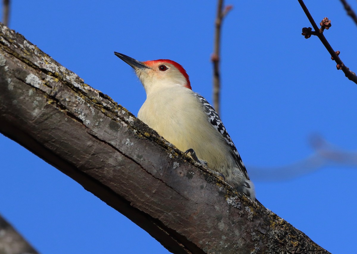 Red-bellied Woodpecker - Stephen Taylor