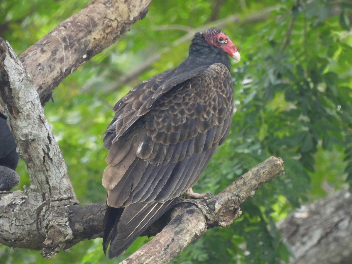 eBird Checklist - 17 Dec 2021 - Matute Birding Nature Reserve - 46 species