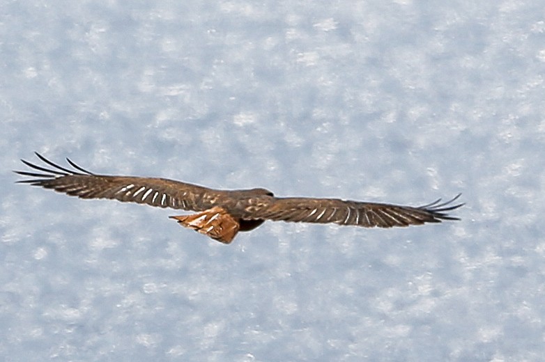 káně rudochvostá (ssp. socorroensis) - ML396626571