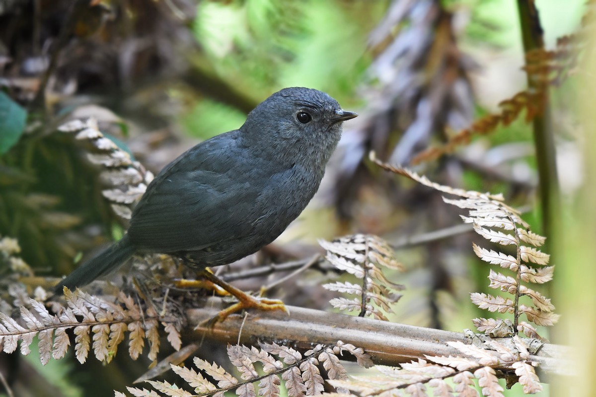 Planalto Tapaculo - Guilherme  Willrich