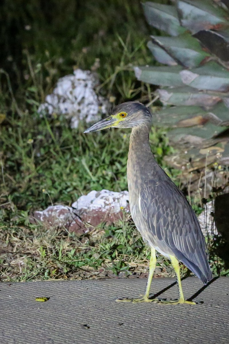Yellow-crowned Night Heron - ML396626921