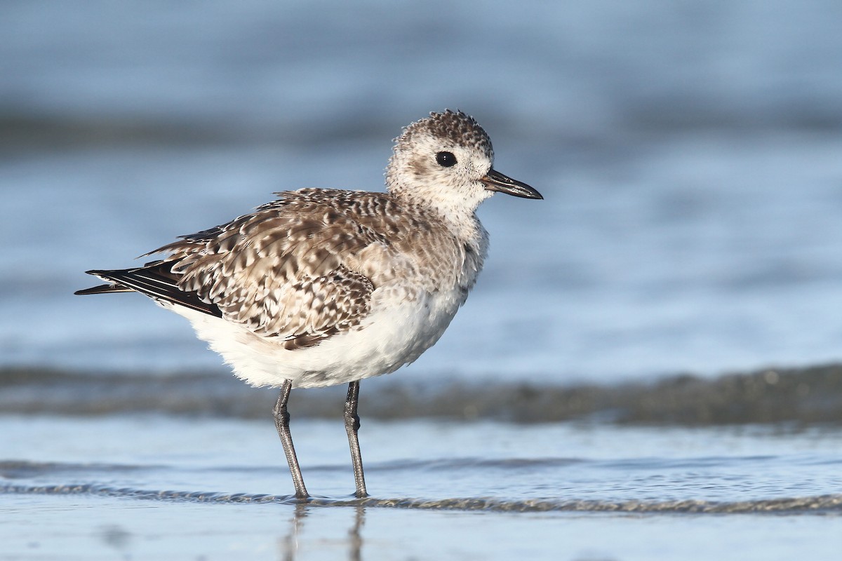 Black-bellied Plover - ML39662701