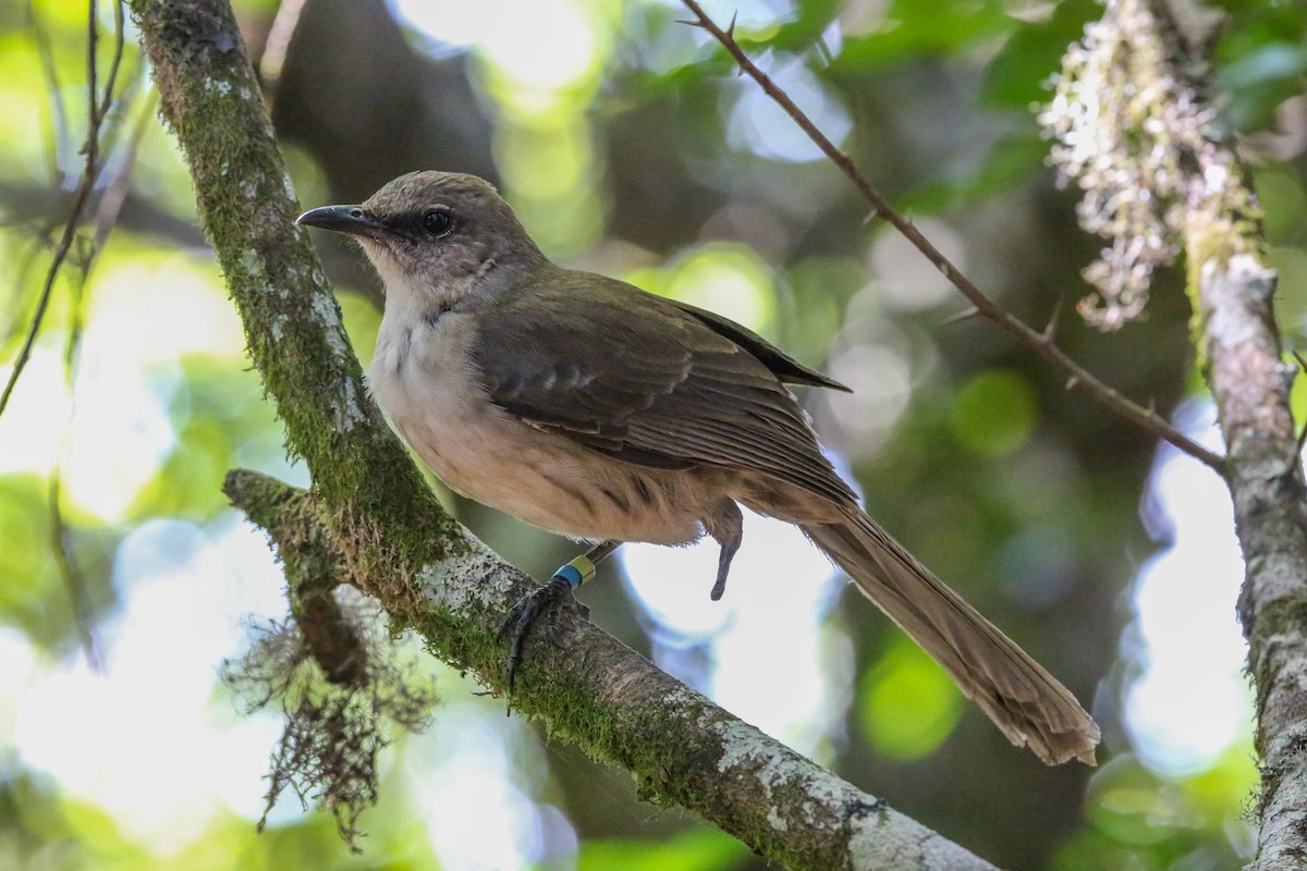 Socorro Mockingbird - ML396627611