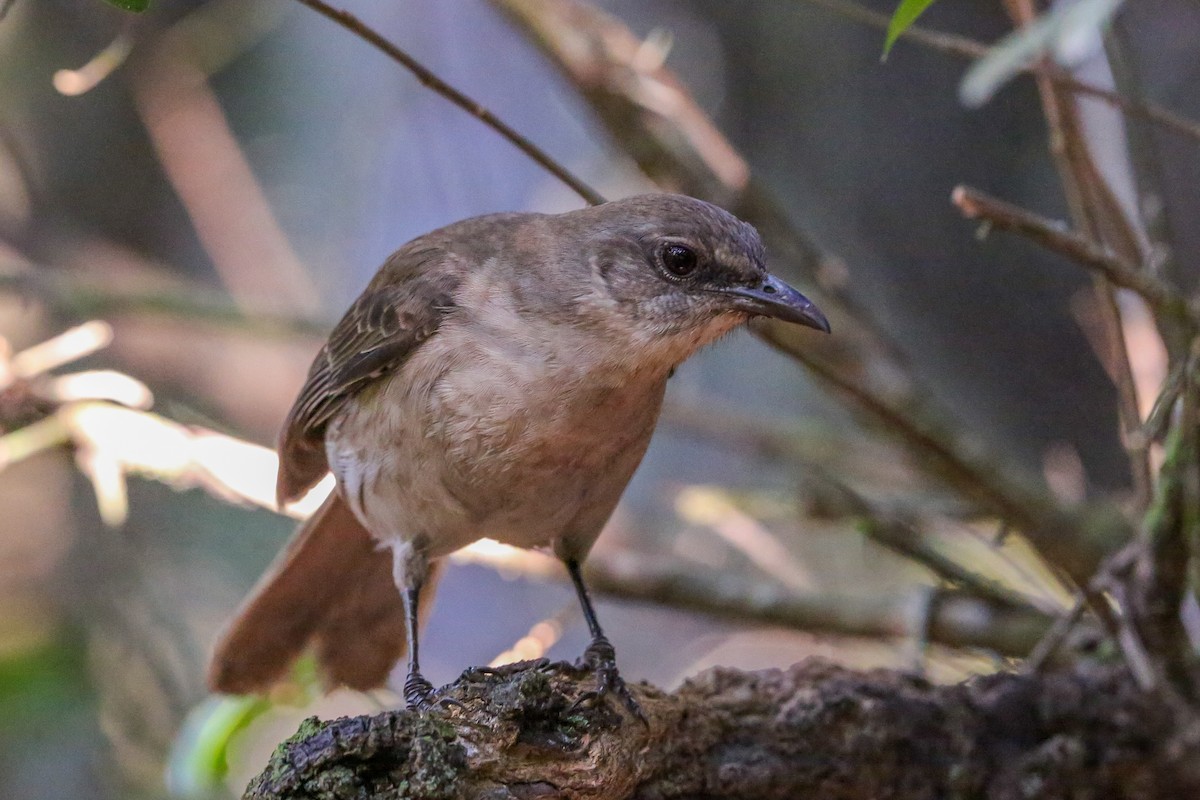 Socorro Mockingbird - Gerardo Marrón