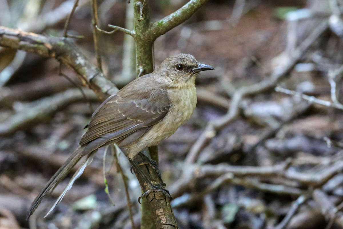 Socorro Mockingbird - Gerardo Marrón