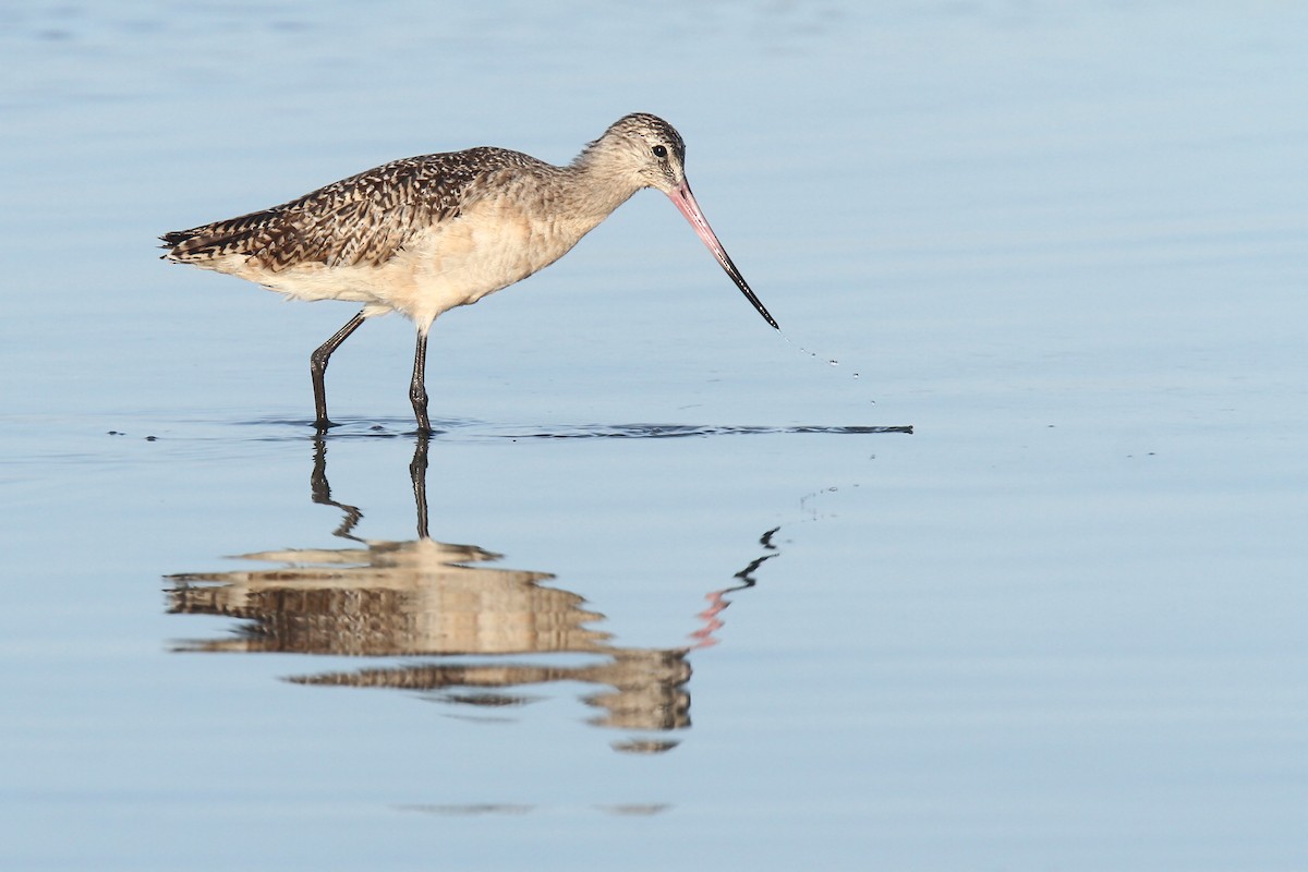 Marbled Godwit - Volker Hesse