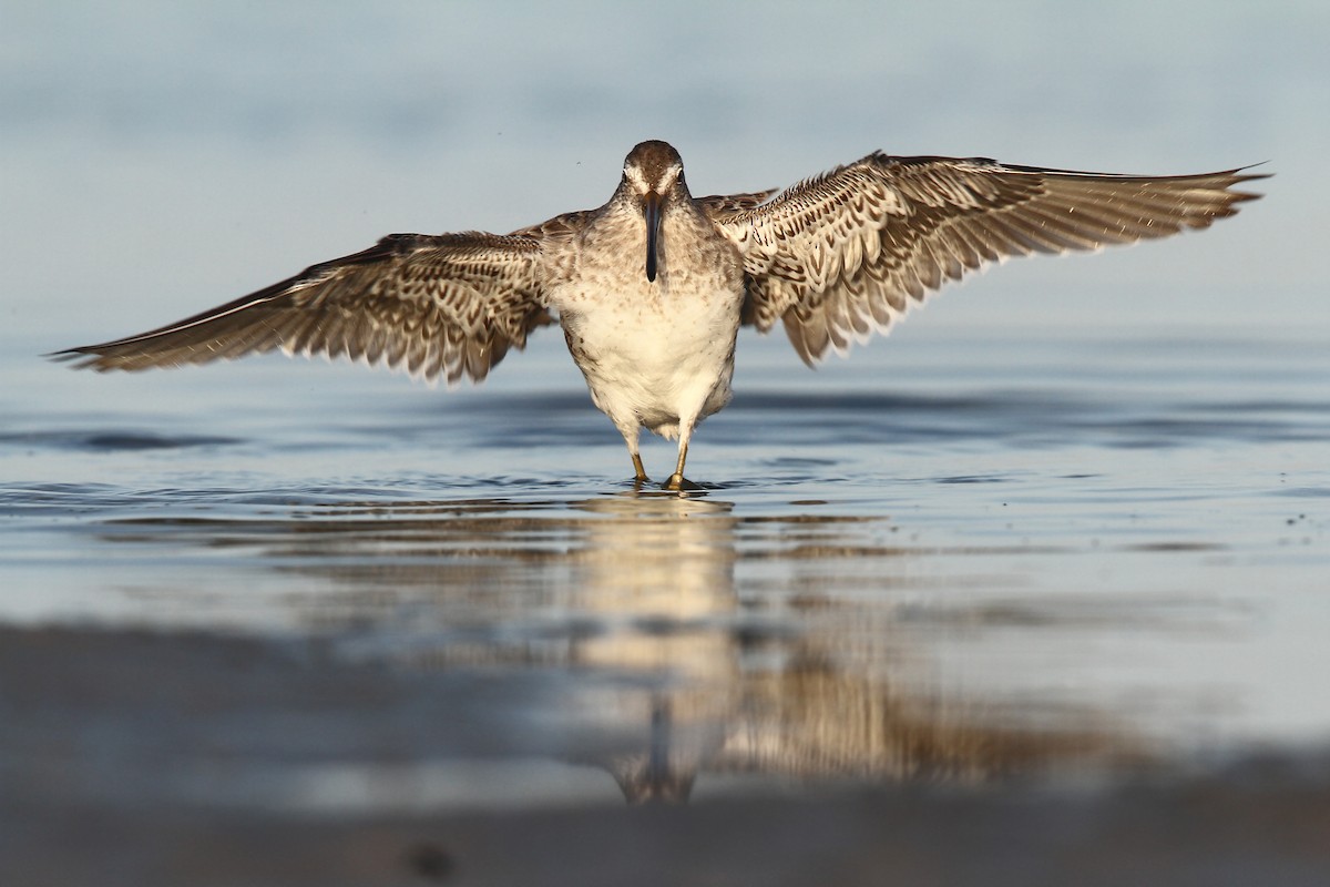 Short-billed Dowitcher - Volker Hesse