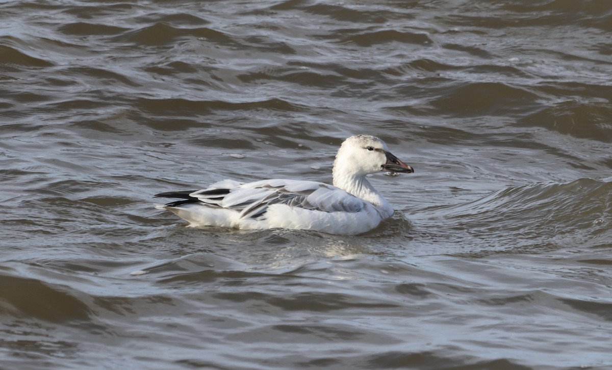 Snow Goose - ML396628491