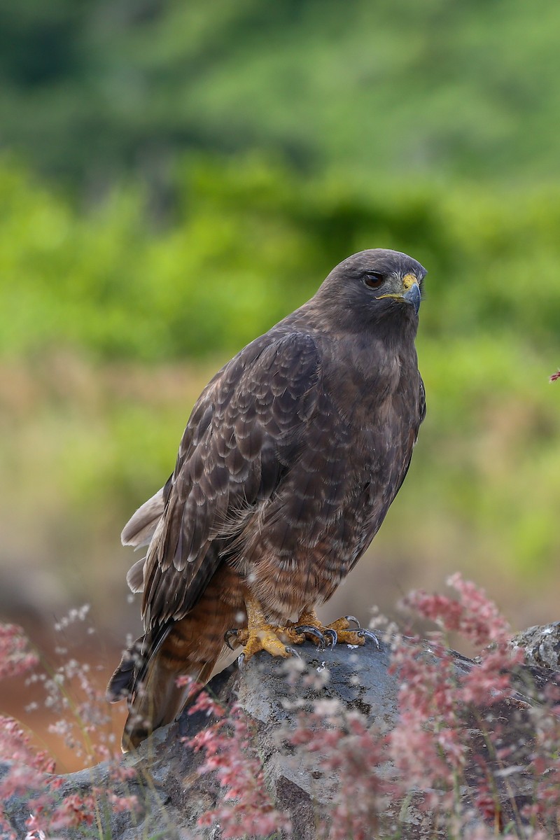 káně rudochvostá (ssp. socorroensis) - ML396628631