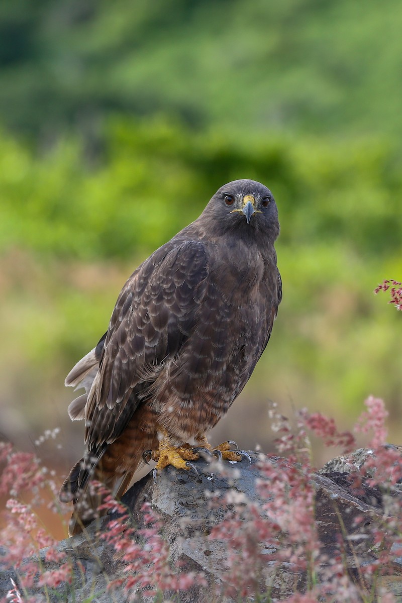 Busardo Colirrojo (socorroensis) - ML396628641