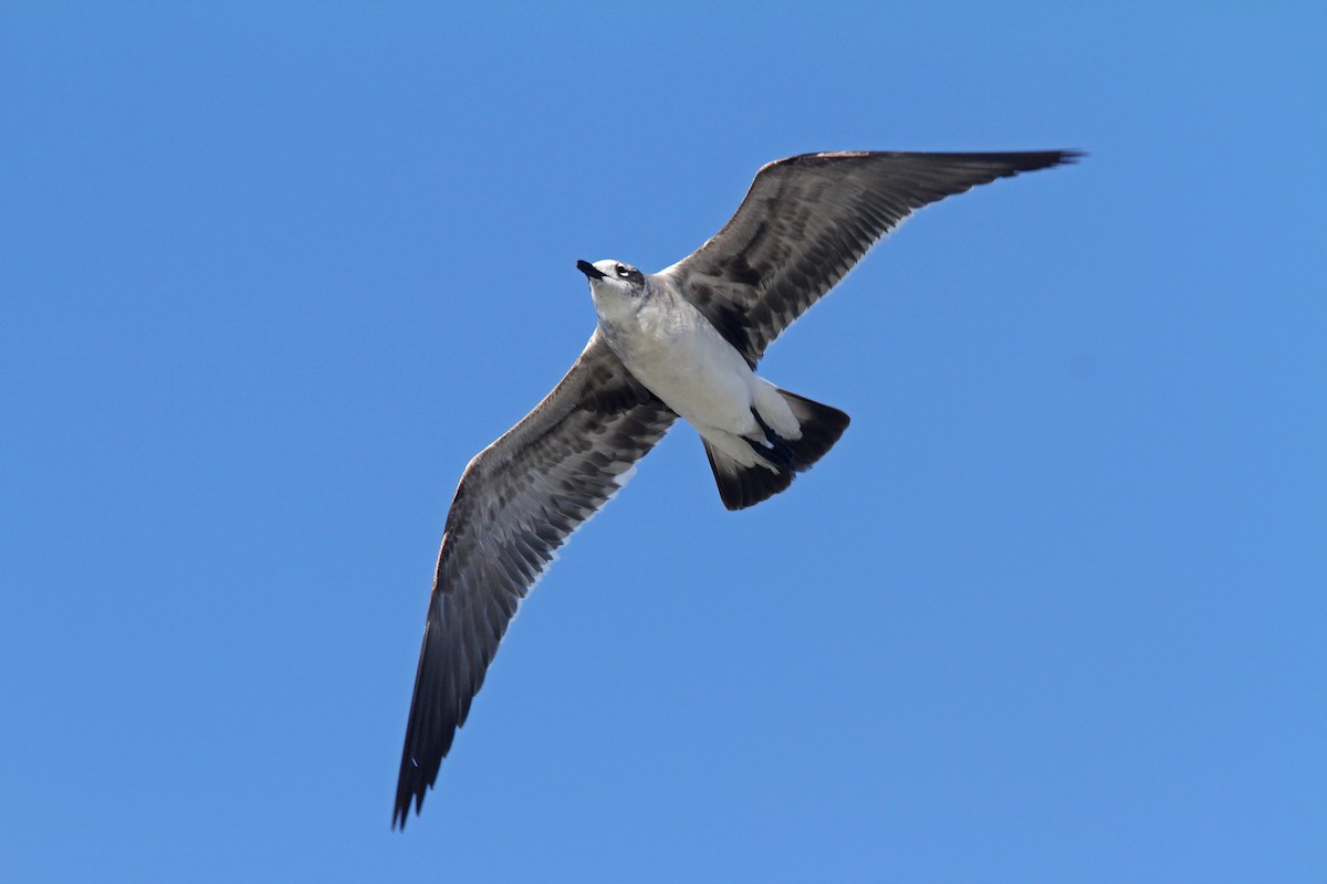 Laughing Gull - ML39662871