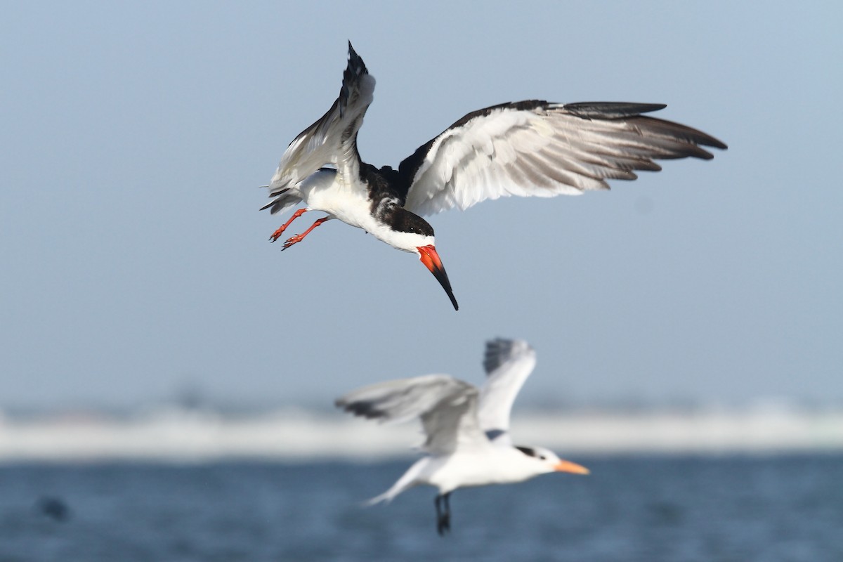 Black Skimmer - Volker Hesse