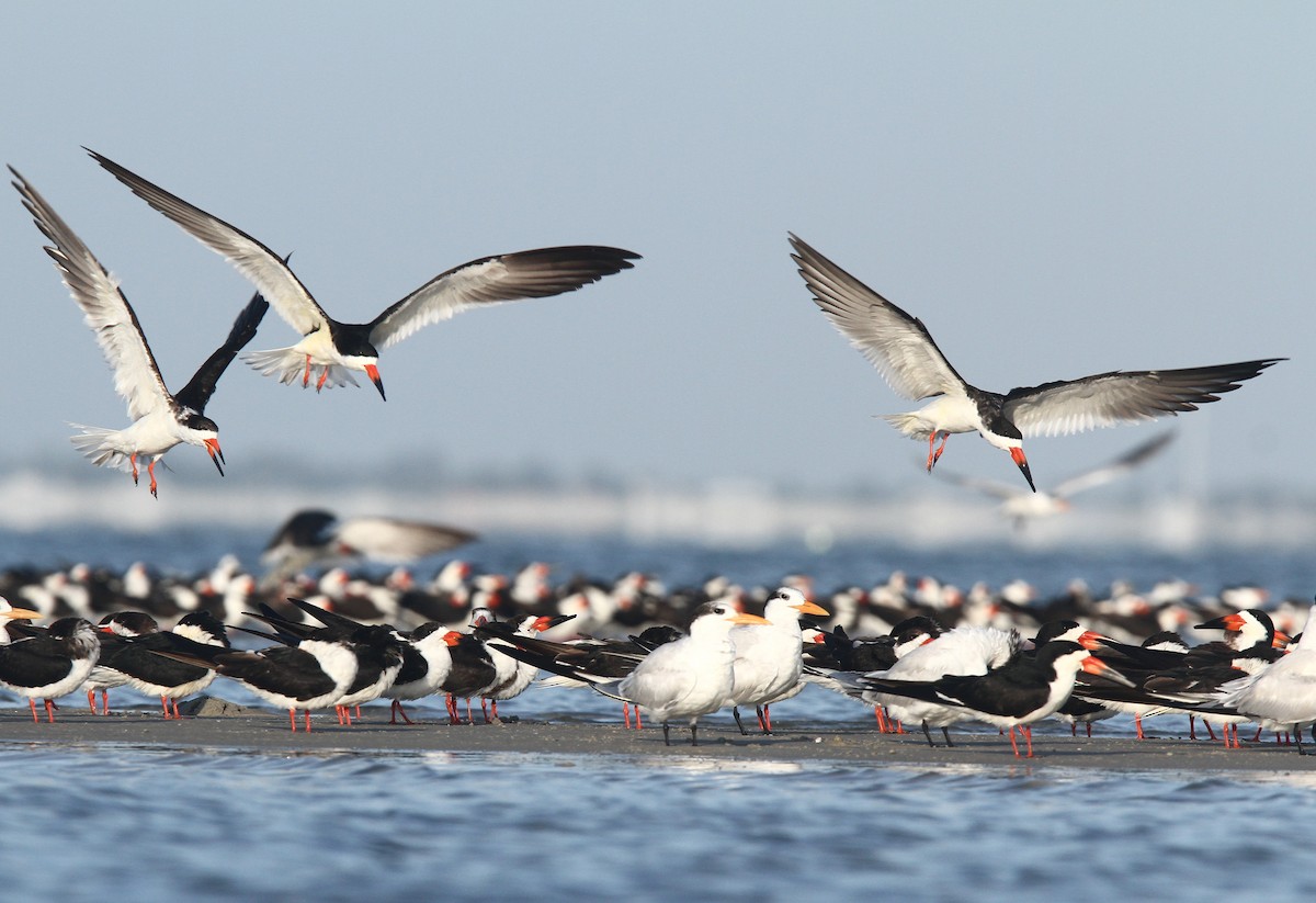 Black Skimmer - Volker Hesse