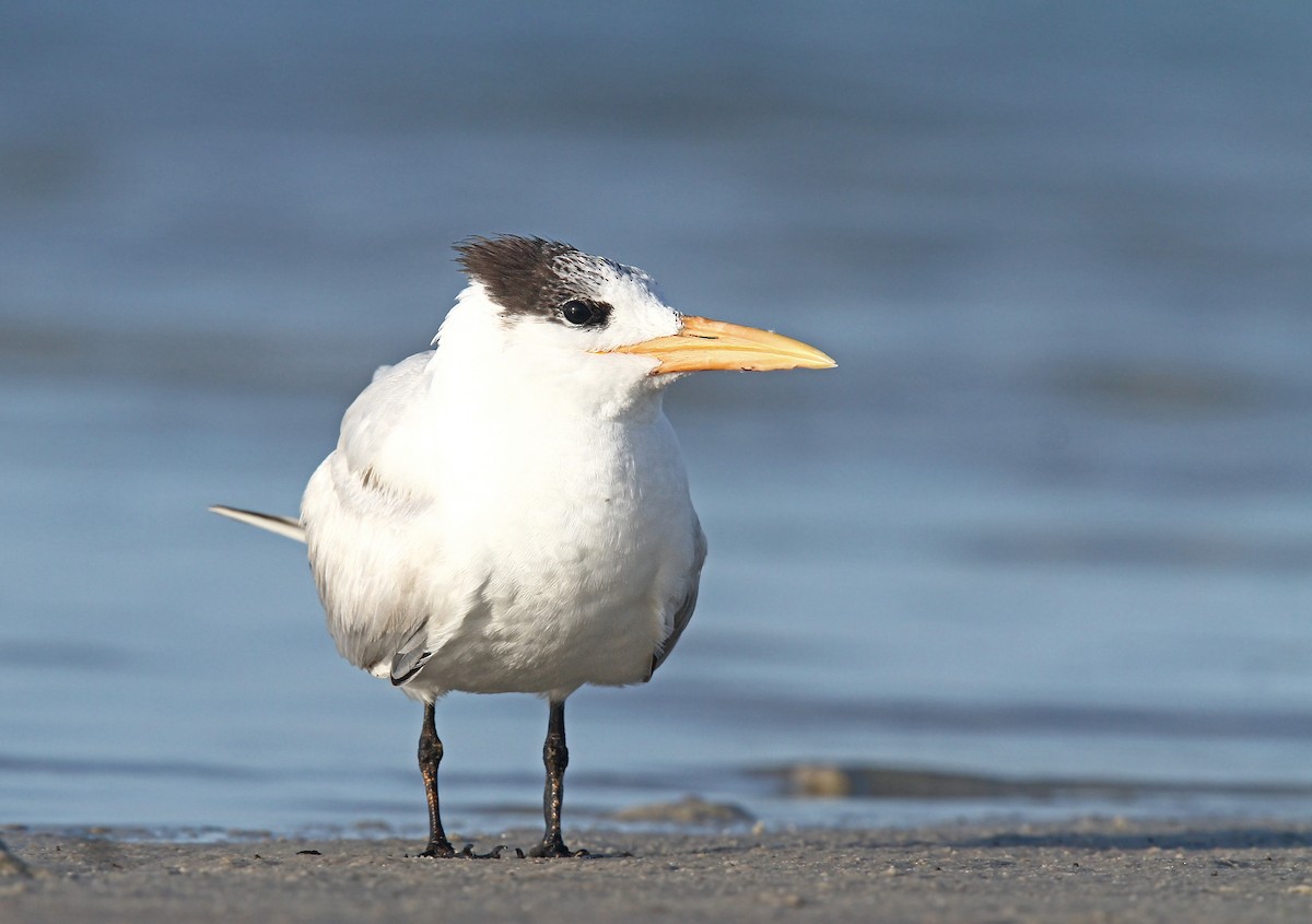 Royal Tern - ML39662921