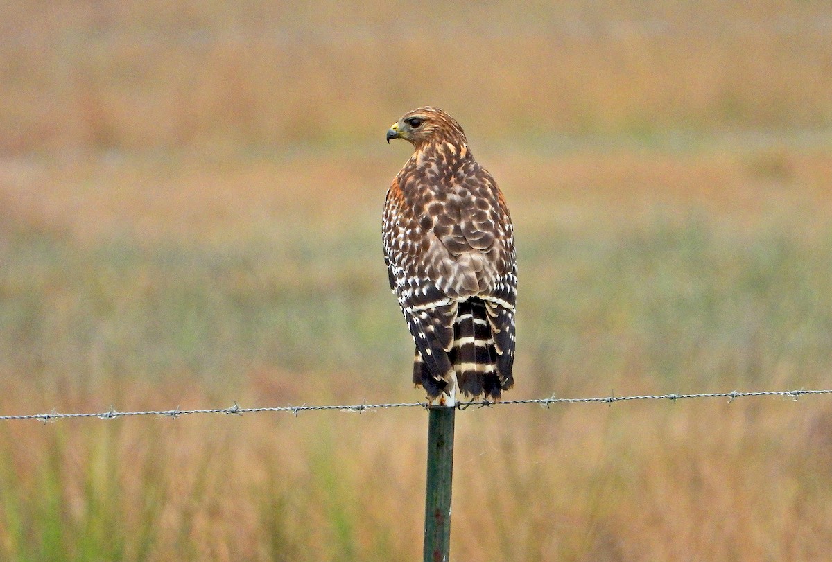 Red-shouldered Hawk - ML396630181