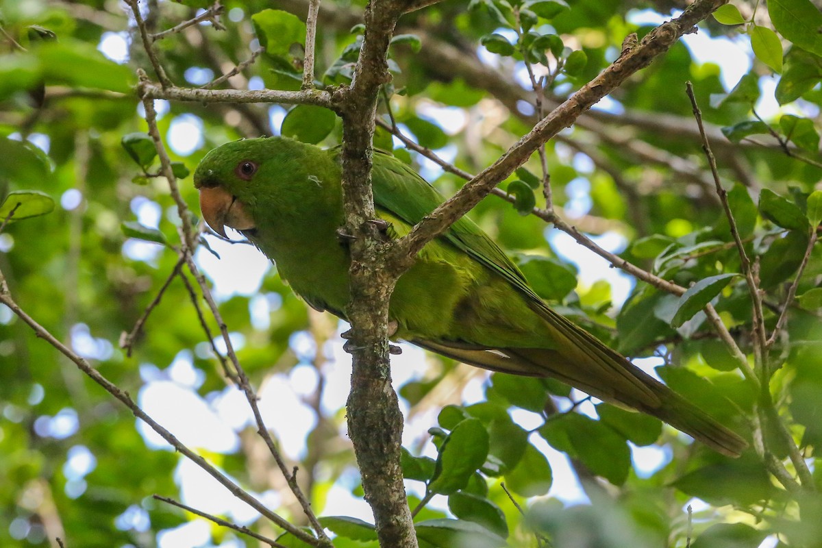 Socorro Parakeet - ML396630451