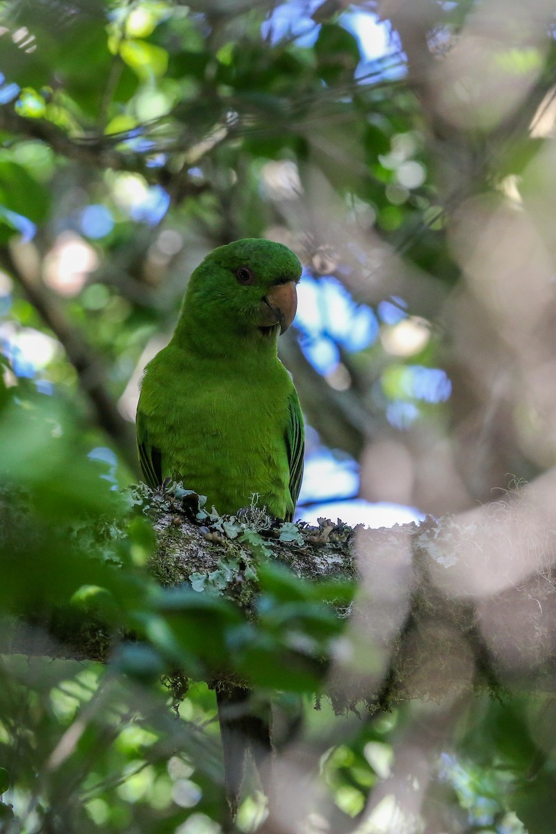 Aratinga de Isla Socorro - ML396630481