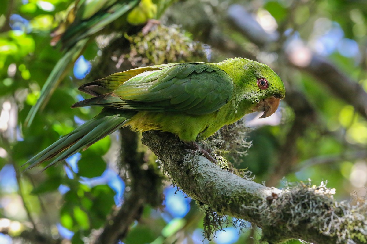 Socorro Parakeet - ML396630511