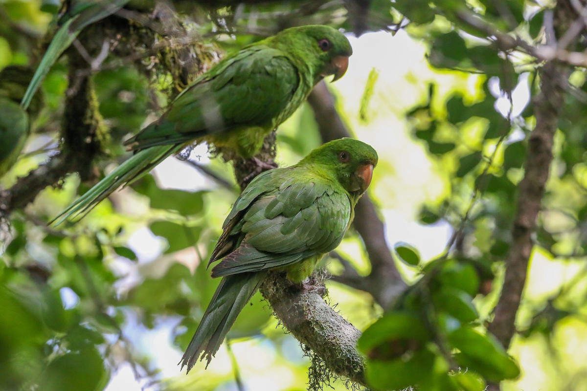 Aratinga de Isla Socorro - ML396630561