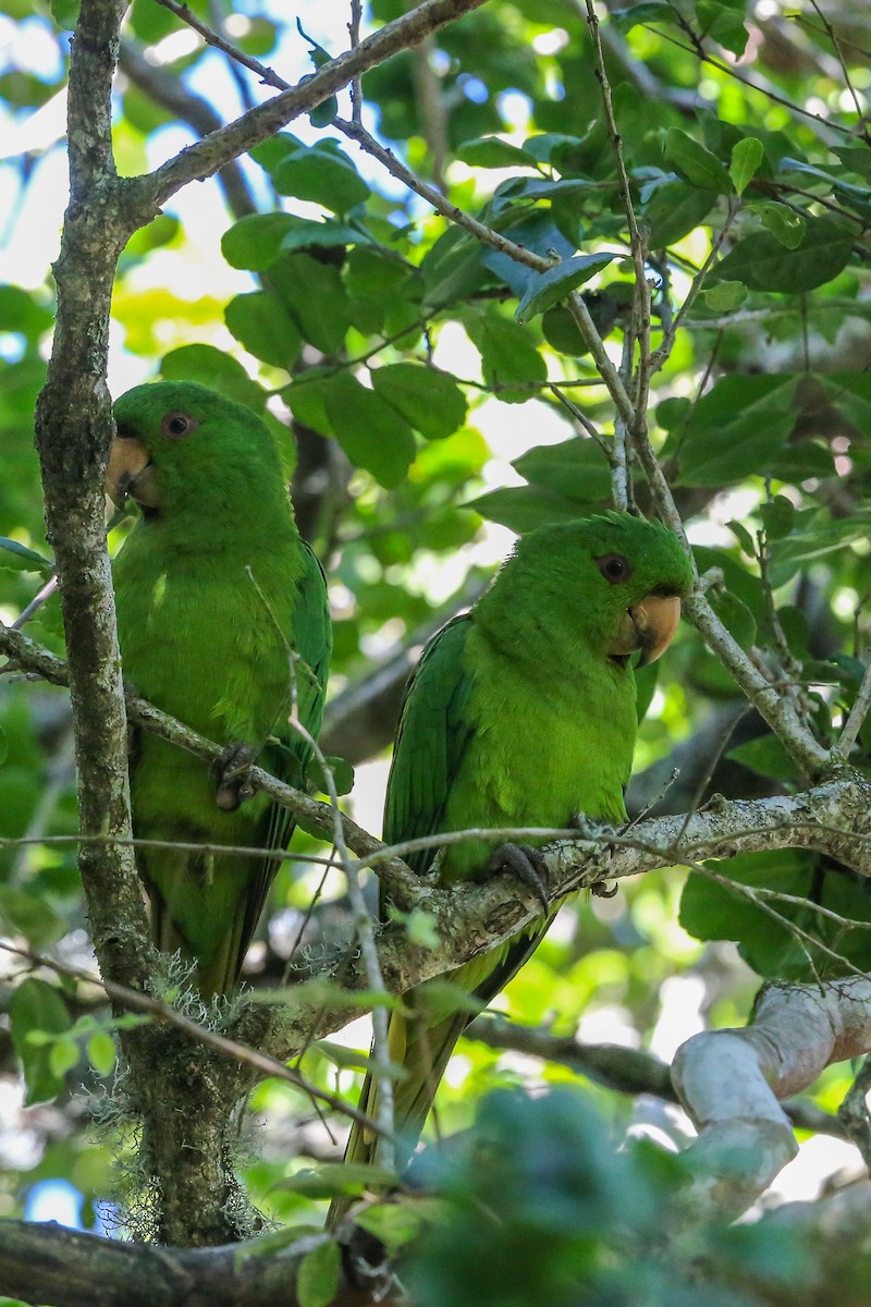 Socorro Parakeet - ML396630581