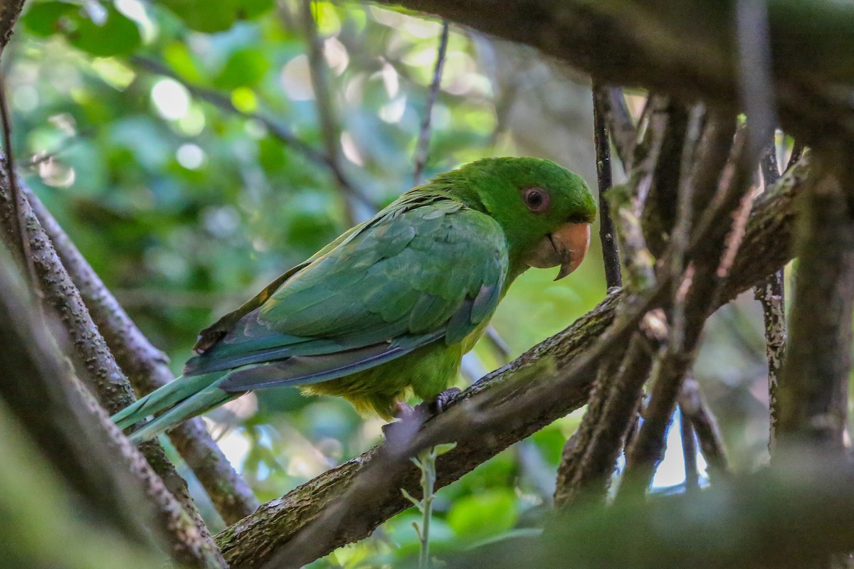 Socorro Parakeet - ML396630621