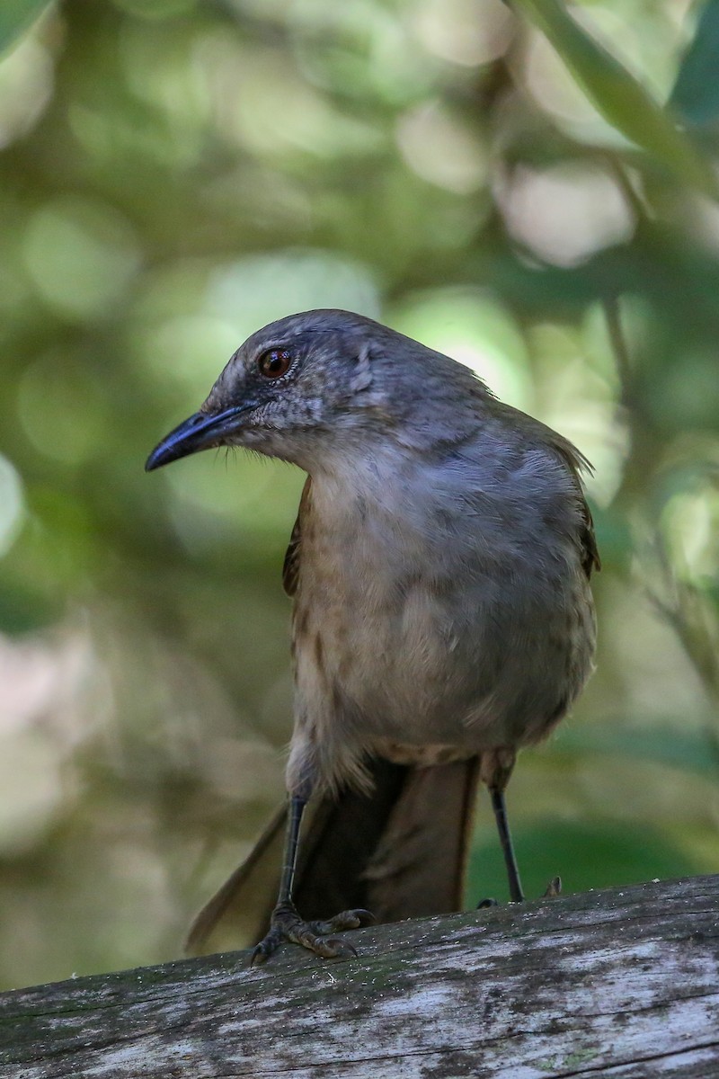 Socorro Mockingbird - Gerardo Marrón