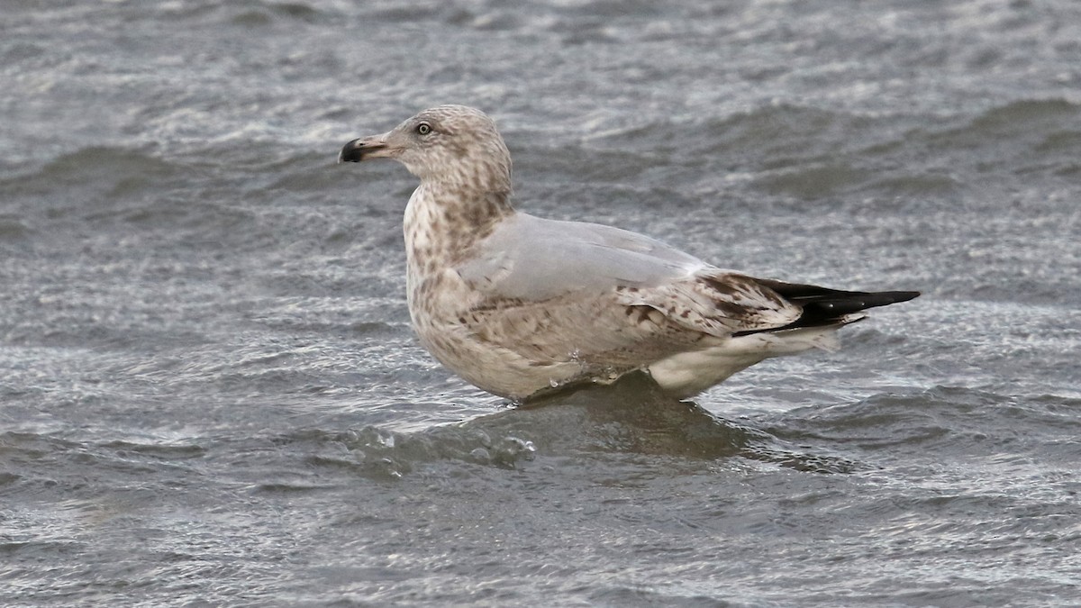 Herring Gull - Daniel Jauvin