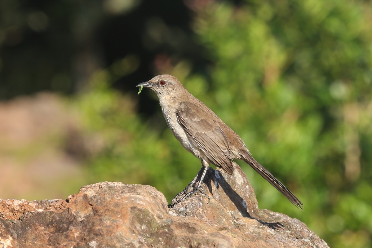 Socorro Mockingbird - ML396630741