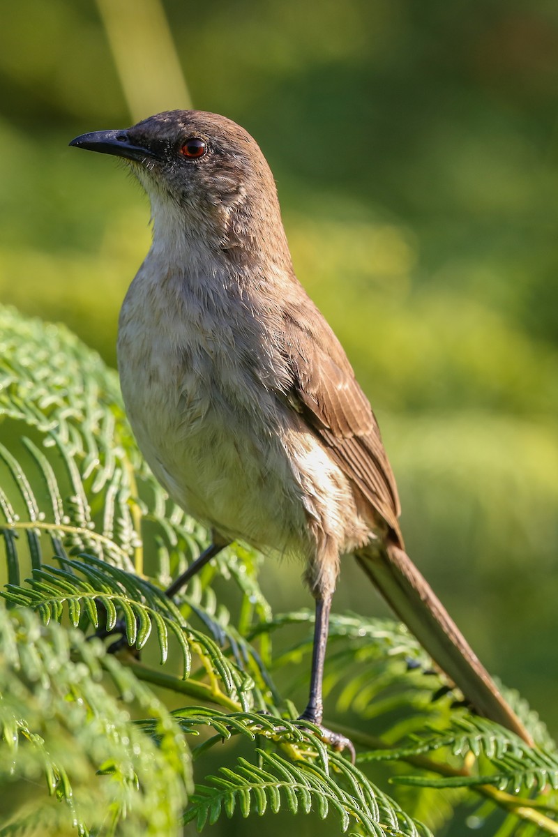 Socorro Mockingbird - ML396630751