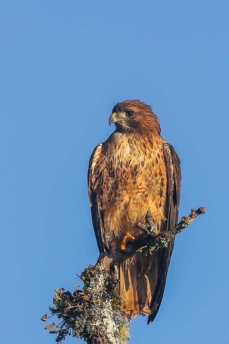 Buse à queue rousse (socorroensis) - ML396630781