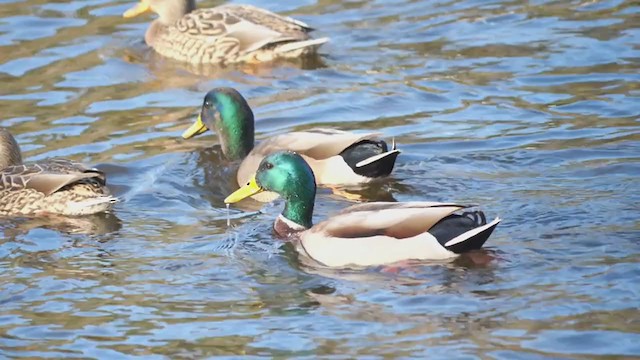 Mallard x American Black Duck (hybrid) - ML396631741