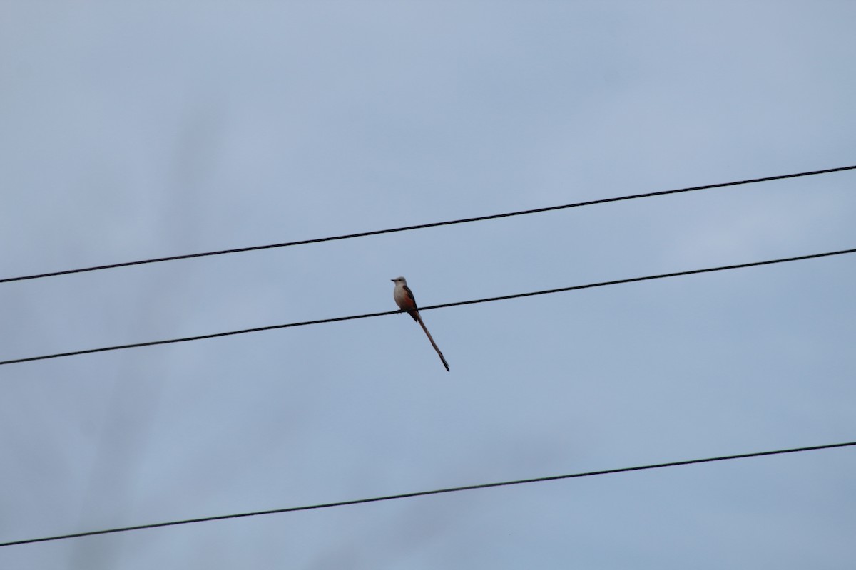 Scissor-tailed Flycatcher - ML396633291