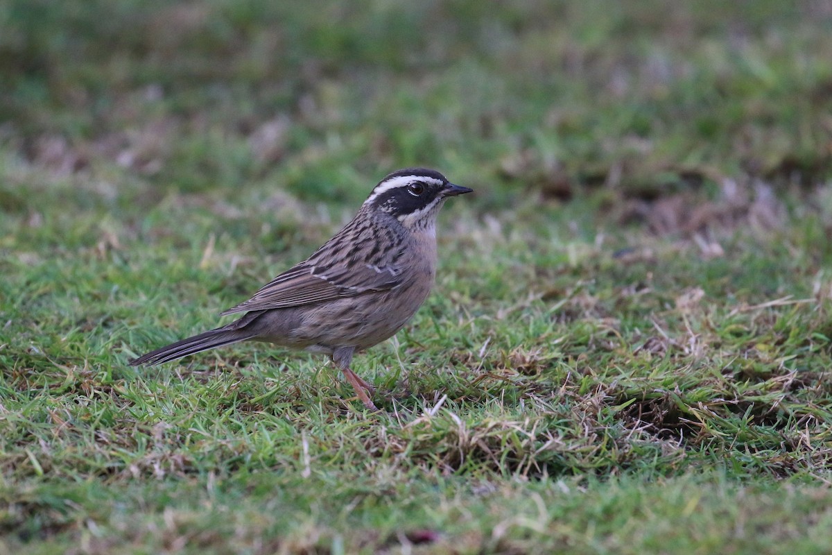 pěvuška skalní (ssp. ocularis) - ML396634661