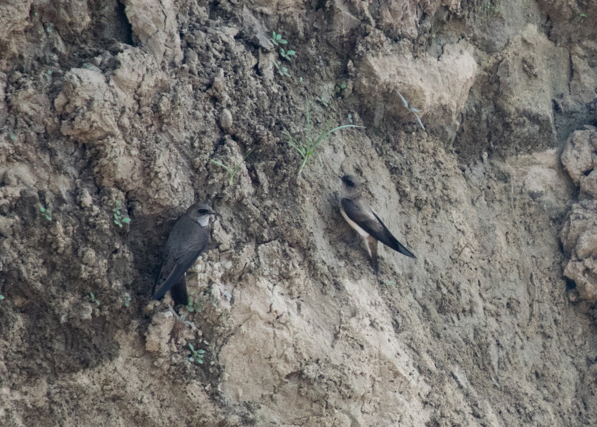 Hirondelle à gorge grise - ML39663591